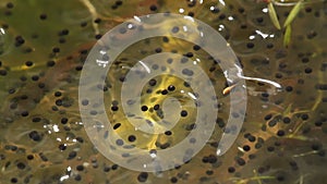 Frog spawn detail