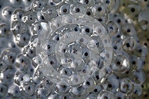 Clump of frog spawn in closeup
