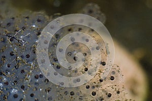 Frog Spawn on a garden pond