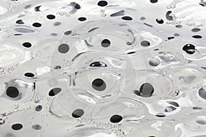 Frog spawn  graphical image