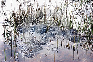 Frog spawn in a huddy pond