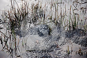 Frog spawn in a huddy pond