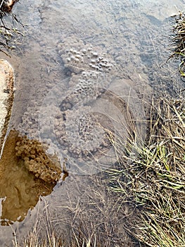 Frog Spawn in a muddy puddle