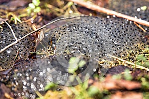 Frog spawn into a muddy soil, danger to drying up or dehydration