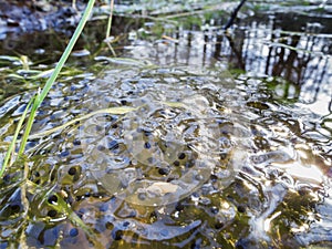 Frog spawn in the pond