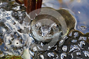 Frog with Spawn in a Pond