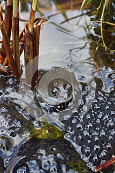 Frog with Spawn in a Pond