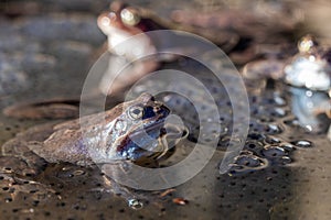 The frog and spawn in the pond, springtime