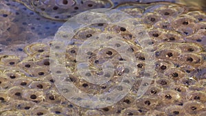 Frog spawn of Rana temporaria. Common frog egs. High quality FullHD footage