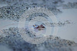 Frog spawn sex act