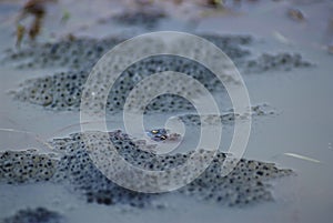 Frog spawn sex act