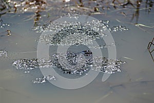 Frog spawn sex act