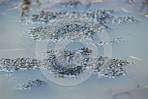 Frog spawn sex act