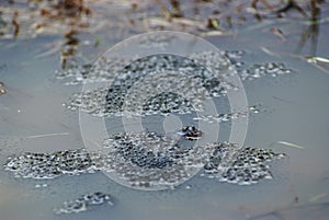 Frog spawn sex act