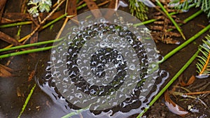 Frog spawn in small pond