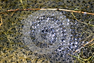 frog spawn swims in the pond
