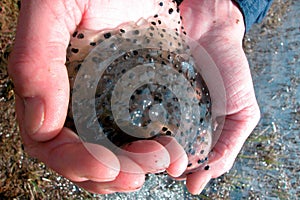 Frog spawn in the water