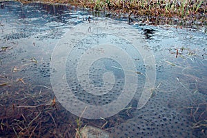 Frog spawn in the water