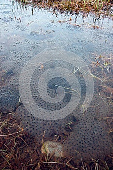 Frog spawn in the water