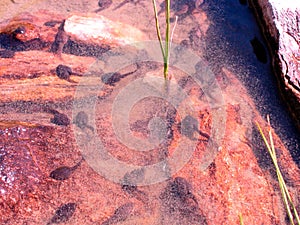 Frog spawn in the water