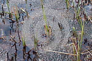 Frog spawn in the water