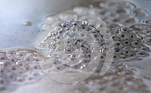 frog spawn in water. Close up