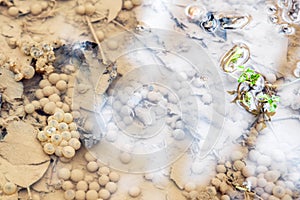 Frog spawn into a wild slough, frog egg embryo procreation