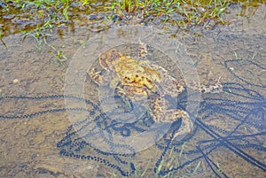 Frog spawning photo