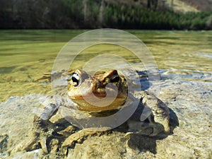 Žaba v jazere , Slovensko