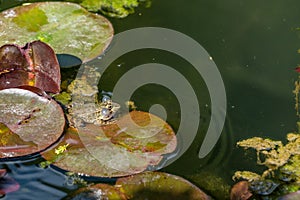 A frog stands on lotus leaf on water surface