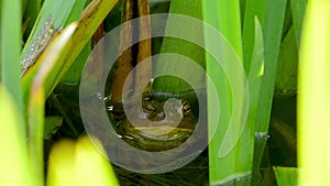 Frog staring and blinking eyes