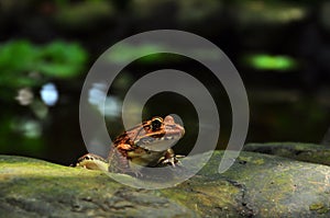 Frog staring from garden pool