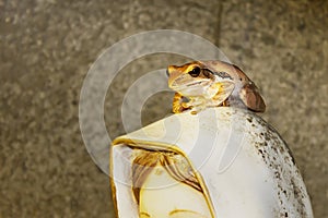 Frog on statue