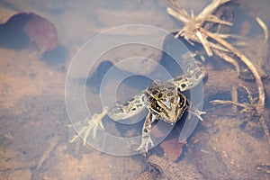 Frog staying on river with a fly