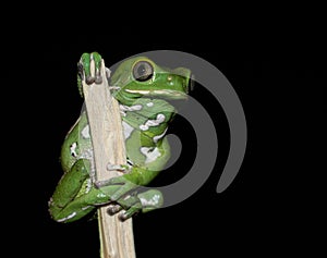 Frog on a stick at night
