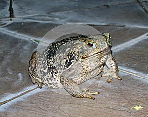Frog