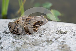 Frog on stone in front of Pond