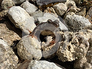 a frog among the stones