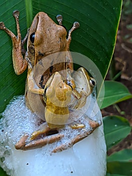 frog stuck to banana leaf
