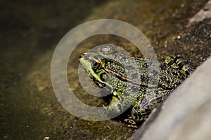 Frog in the sun