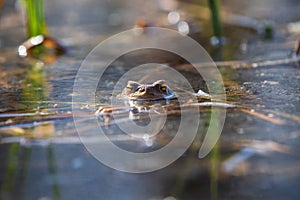 Frog on the surface of the pond. Close-up portrait of the head of a frog Toad - Bufo bufo. Big eyes, reflection on the surface and