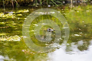 Frog on the surface of the pond. Close-up portrait of the head of a frog Toad - Bufo bufo. Big eyes, reflection on the surface and