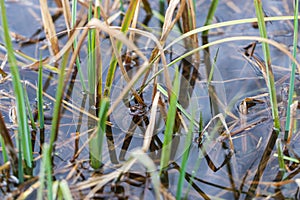 A frog on the surface of a pond in its natural habitat. Common Frog - Rana arvalis colored brown. There are reeds around the frog