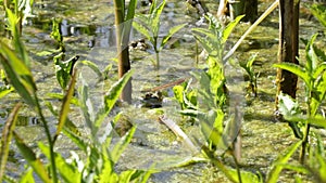 Frog in the swamp