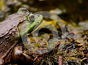 Frog in a swamp