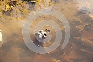 A frog swim near Plastic bottle in water. Nature. Amphibians, animals. Ecology. Plastic pollution