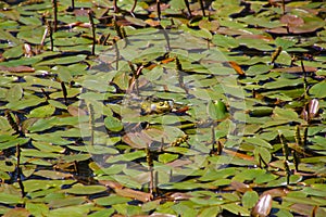 Frog swimming between floating pondweed, also called Potamogeton natans or laichkraut