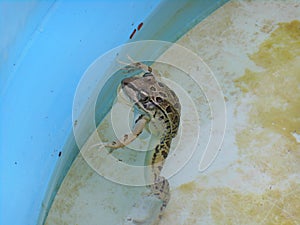 Frog swimming inside of an old pool