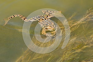 A Frog Swimming through the Lake in Search for Food