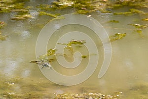 Frog swimming lazily in the middle of a scummy pond